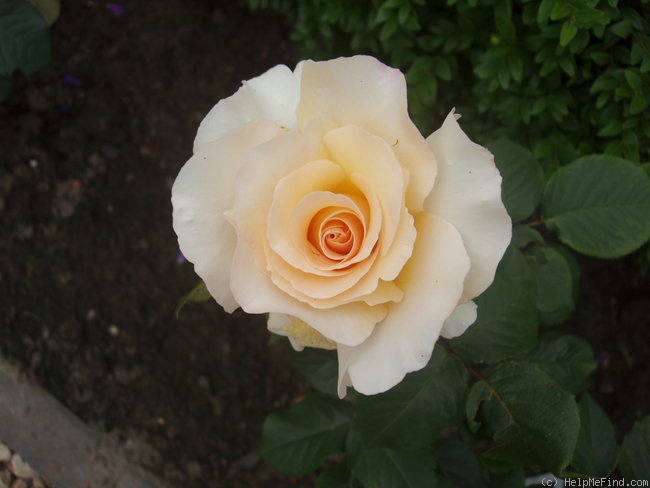 'Lod. Lavki' rose photo
