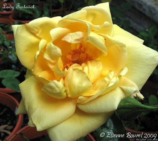 'Lady Forteviot' rose photo