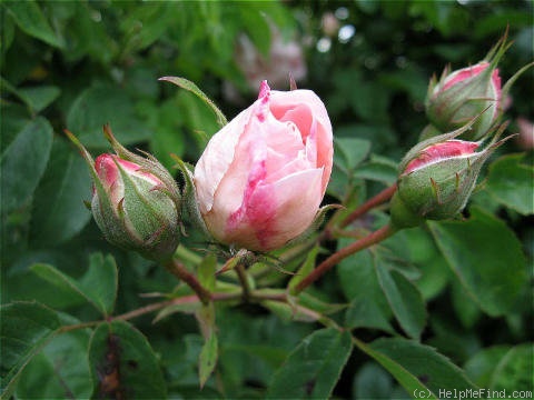 'Tender Blush ™' rose photo