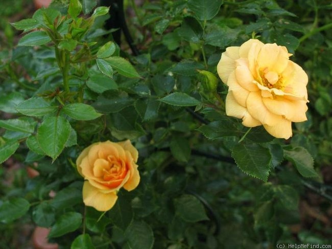 'Zorba ™' rose photo