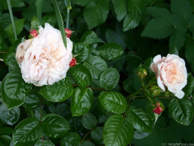 'Marlène Charell' rose photo