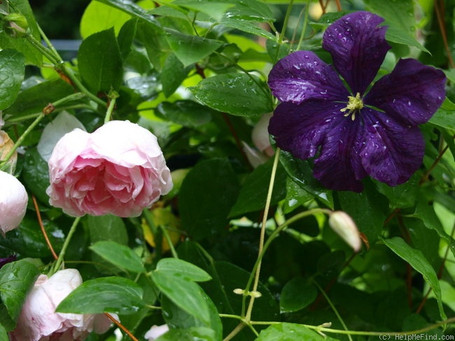 'Jasmina ™ (LCl, Kordes, 1996)' rose photo