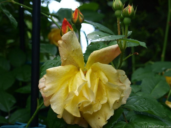 'Postillion ® (shrub, Kordes 1998)' rose photo