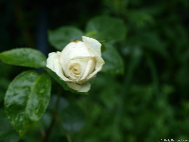 'Sophie Scholl' rose photo