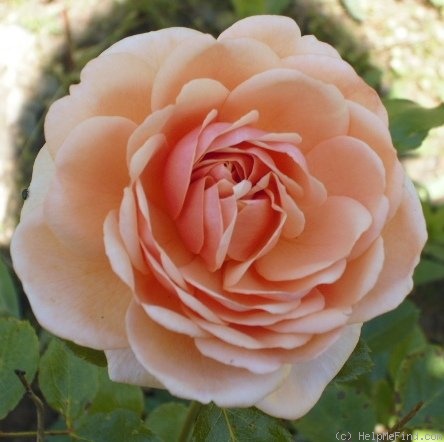 'Elizabeth Stuart ®' rose photo