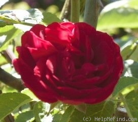 'Chevy Chase (Rambler, Hansen, 1939)' rose photo