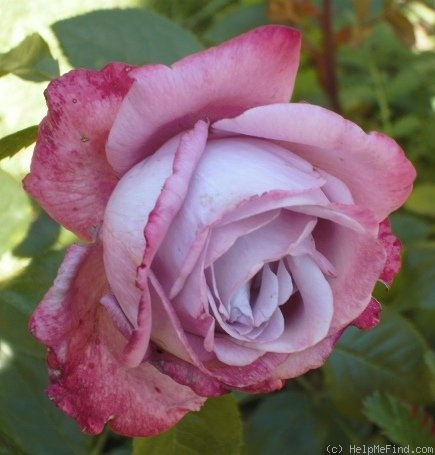 'Blue River ® (hybrid tea, Kordes, 1984)' rose photo