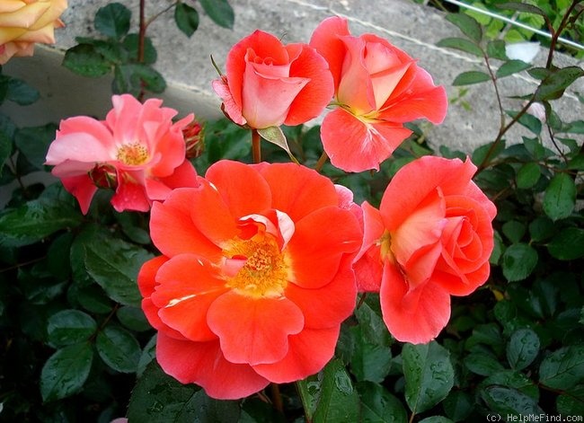 'Allée Abricot ®' rose photo