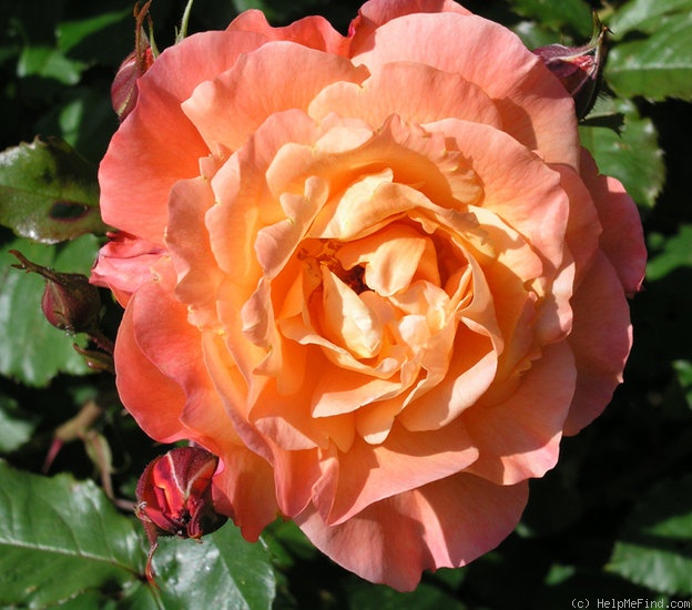 'Westerland (Shrub, Kordes, 1969)' rose photo