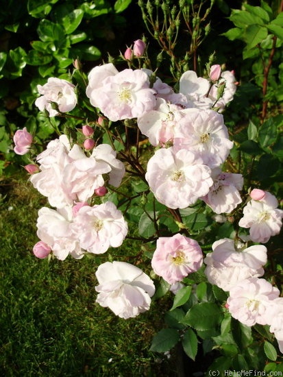 'Narrow Water (Noisette, 1883)' rose photo