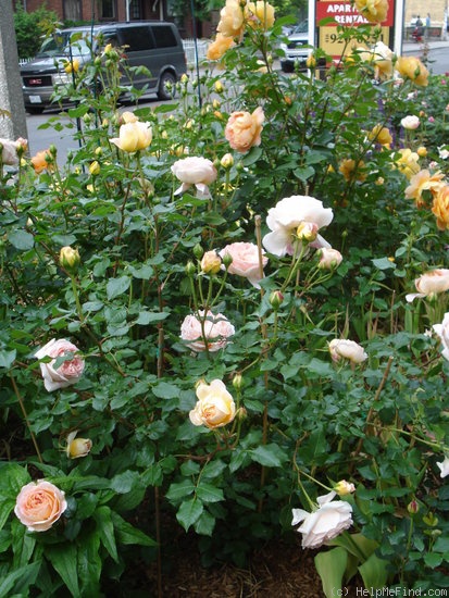 'Abraham Darby' rose photo