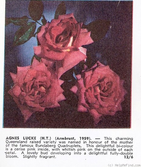 'Agnes Lucké' rose photo