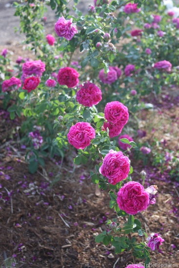 'Mrs Yamada' rose photo