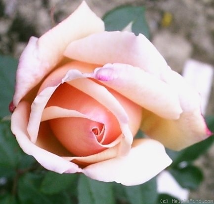 'Lady Wakefield' rose photo
