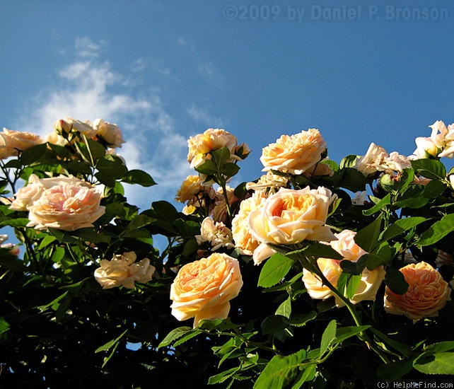 'Alchymist (Rambler, Kordes, 1956)' rose photo