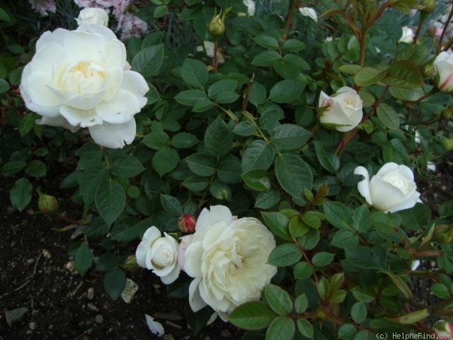 'Snow Cap' rose photo