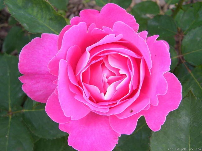 'Pink Peace' rose photo