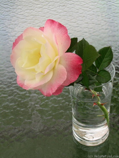 'Dainty Ruffles' rose photo