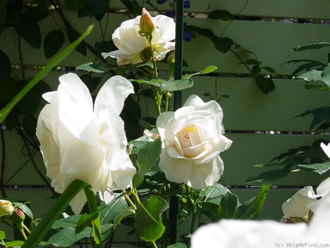 'Kosmos ® Fairy Tale (floribunda, Kordes, 2006)' rose photo
