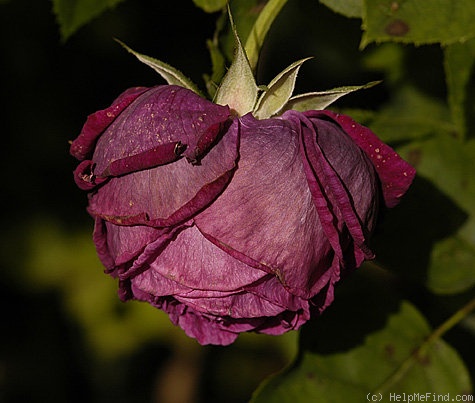 'Marie Baumann' rose photo