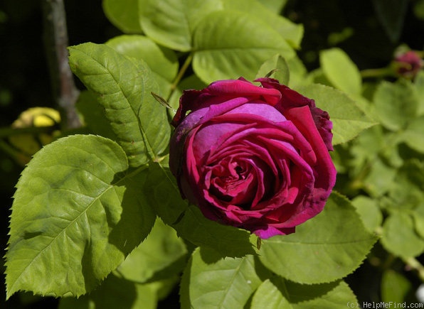 'Marie Baumann' rose photo