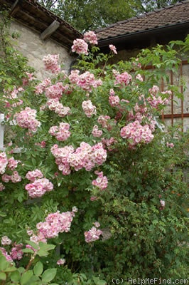 'Blush Rambler' rose photo