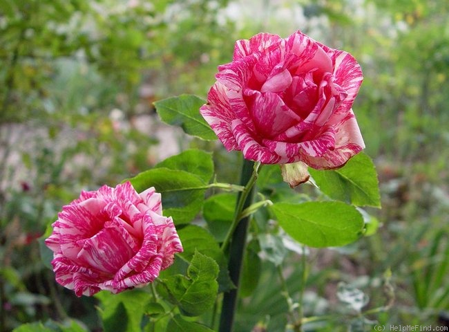 'Pink Intuition' rose photo