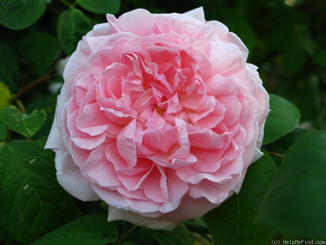'Eglantyne' rose photo