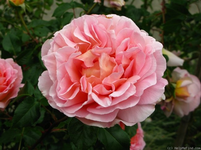 'Abraham Darby' rose photo