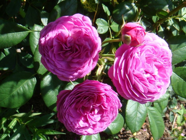 'Blue Star' rose photo
