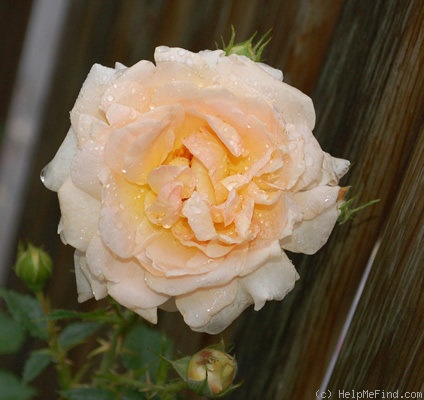 'H72-98' rose photo