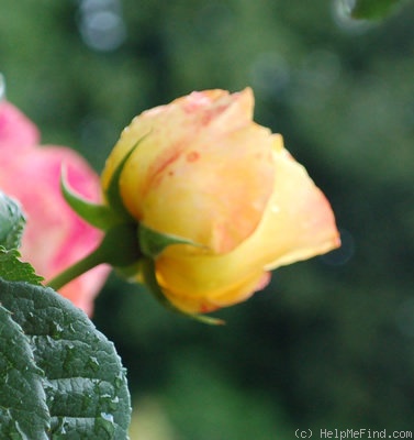 'H20-03' rose photo