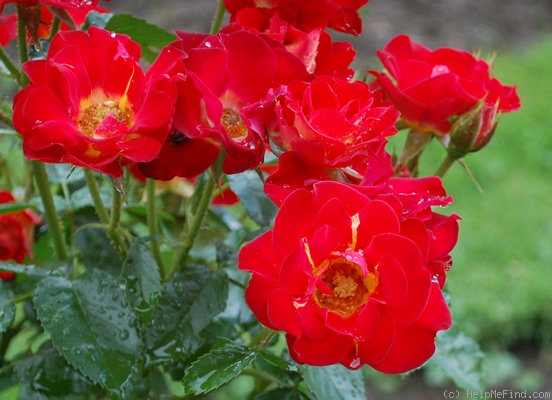 'H38-98' rose photo