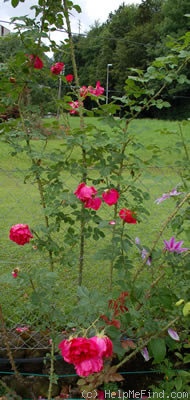 'H25-98' rose photo