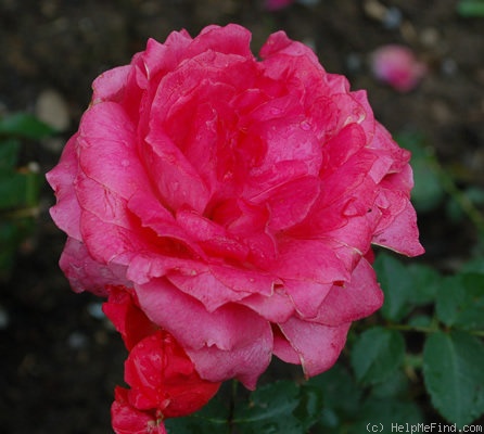 'H23-05' rose photo
