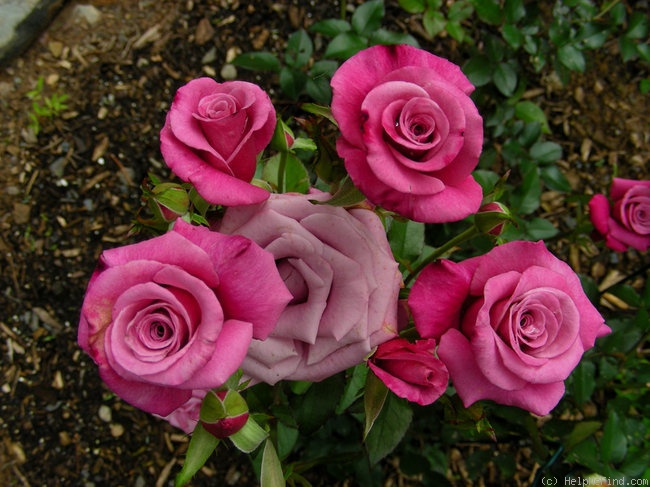 'Dejá Blu ™' rose photo