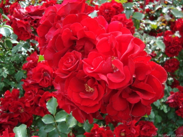 'Roter Korsar ®' rose photo