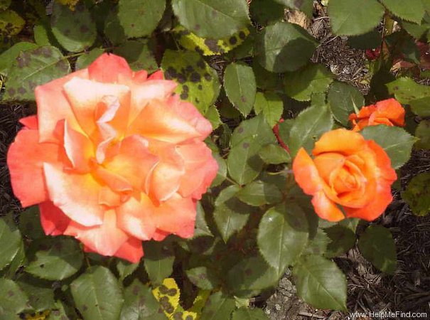 'FRYrelax' rose photo