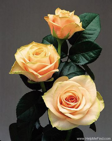 'Tombola (floribunda, de Ruiter, 1967)' rose photo