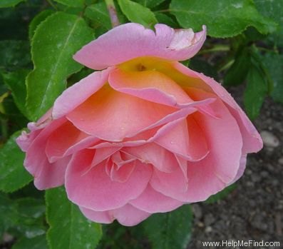 'Tiffany (hybrid tea, Lindquist, 1953)' rose photo