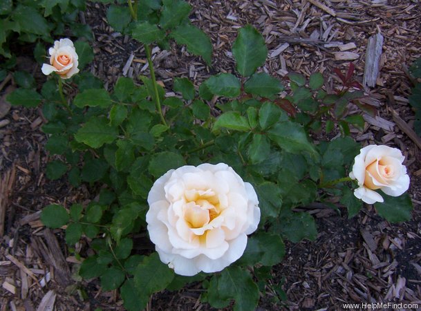 'Adriana (hybrid tea, Fryer 1999)' rose photo