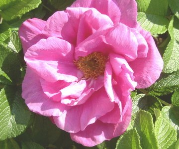 'Alberta Bell's Rose Garden'  photo