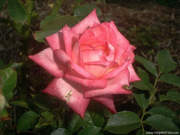 'Perfecta (hybrid tea, Kordes, 1957)' rose photo