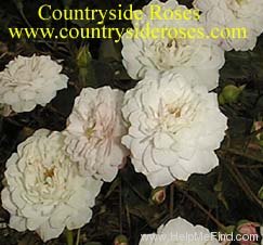 'White Pet' rose photo