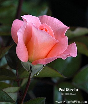 'Paul Shirville' rose photo