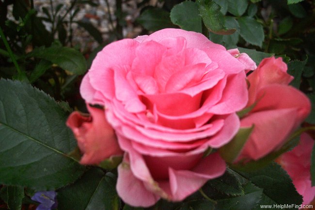 'Ferrin' rose photo