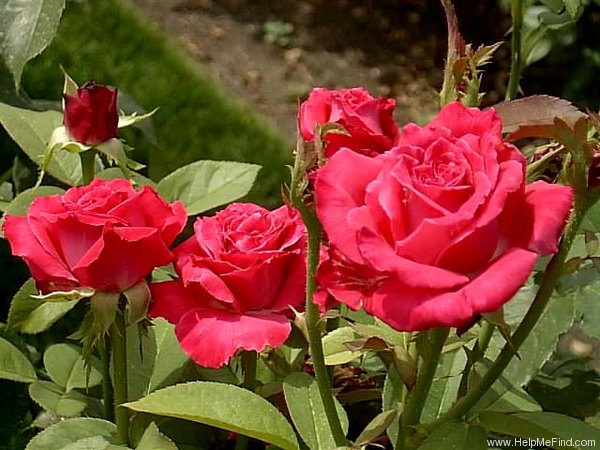 'Peter Mayle ™' rose photo