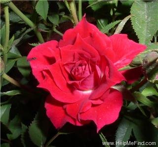 'Beauty Secret' rose photo