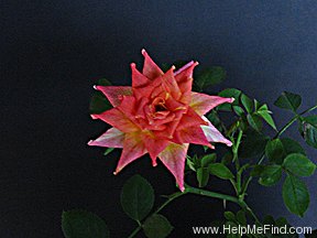 'Amber Star (miniature, Mander 1999)' rose photo