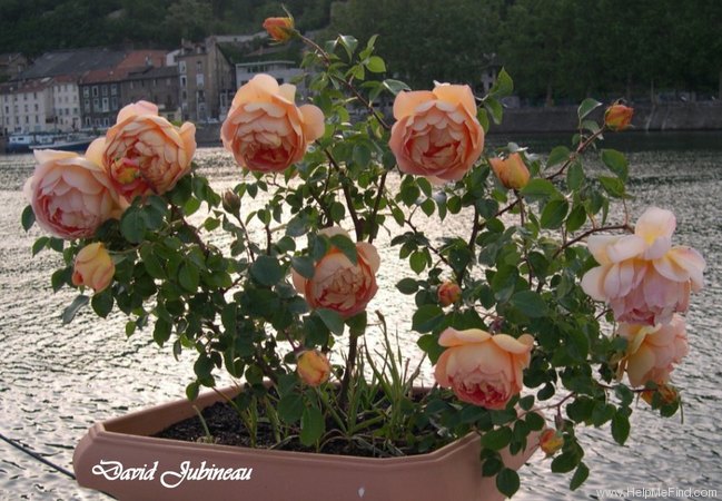 'Pat Austin ™' rose photo